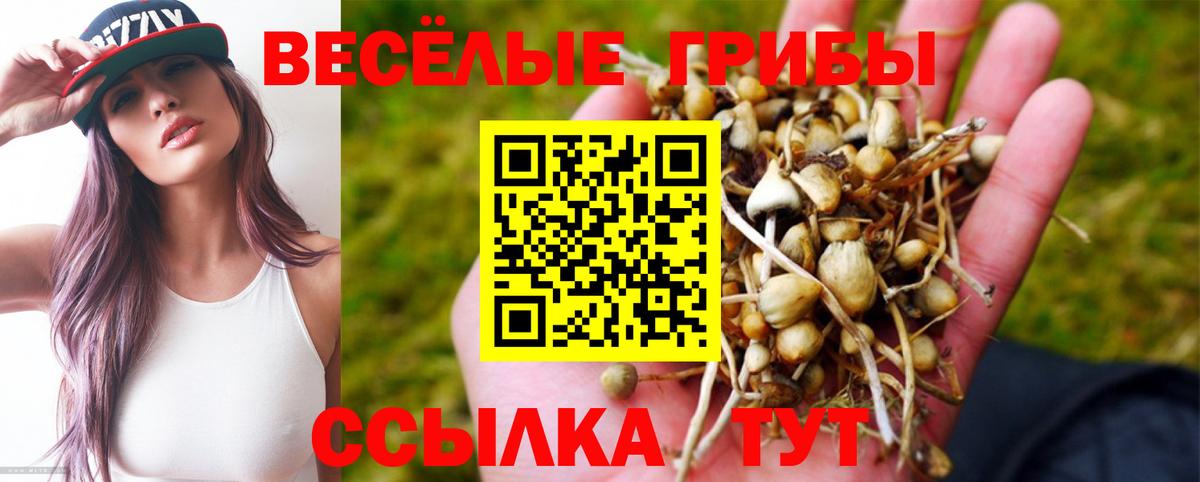 Псилоцибиновые грибы Psilocybe  Мценск 